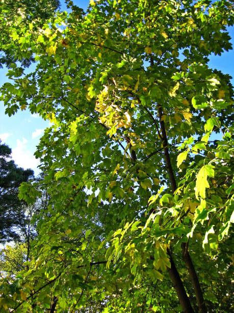 istock Autumn in the citys park 861584564