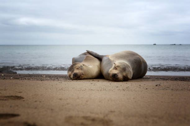 istock Galapagos Sea Lions 861592444