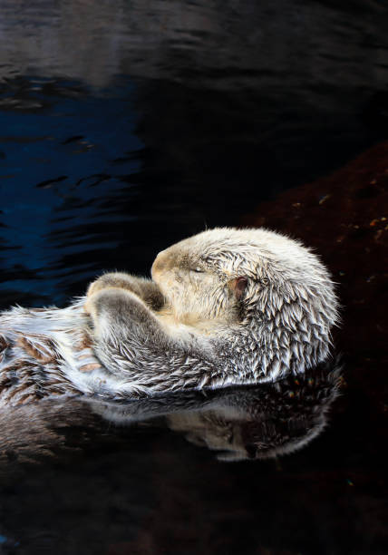 istock Sea otter floating in the water 861593064