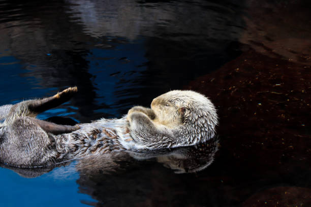istock Sea otter floating in the water 861593074