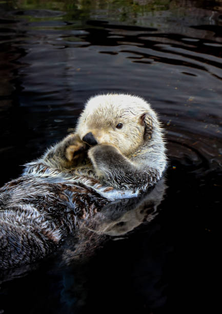 istock Sea otter floating in the water 861593084