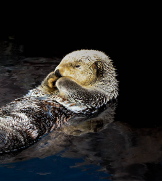 istock Sea otter floating in the water 861593086