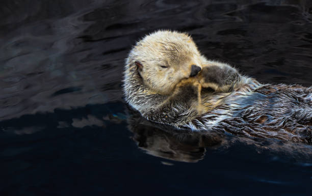 istock Sea otter floating in the water 861593088