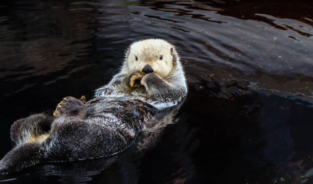 istock Sea otter floating in the water 861593114