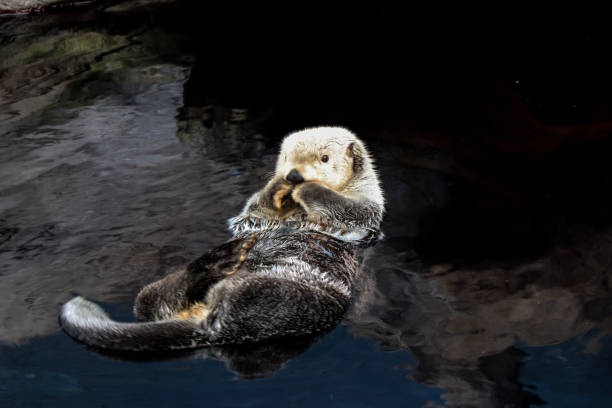 istock Sea otter floating in the water 861593118