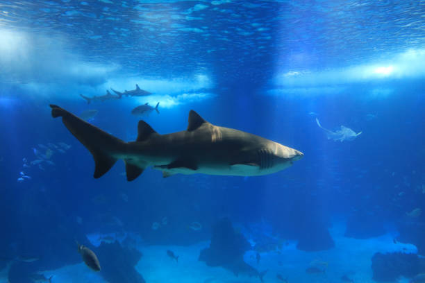 istock Shark swimming in a reef with blue ocean water 861593146
