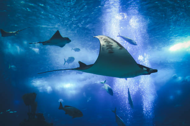 リスボン ポルトガルの水族館を魚します。 - 水族館 ストックフォトと画像