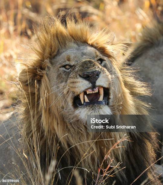 The King Stock Photo - Download Image Now - Animal, Animal Wildlife, Animals In The Wild