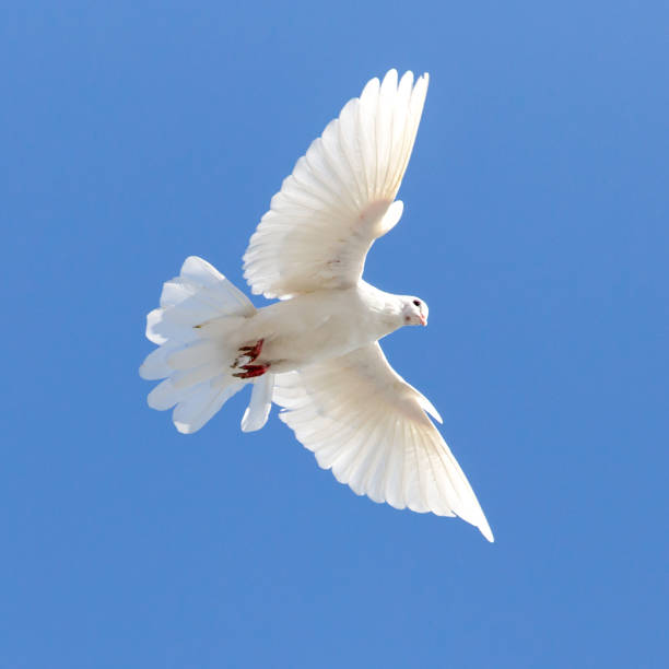 istock white dove on a background of blue sky 861598596