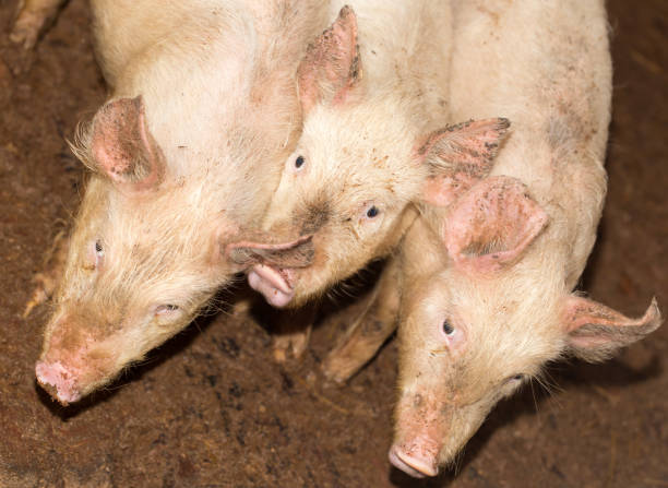 istock three little pigs on the farm 861598662