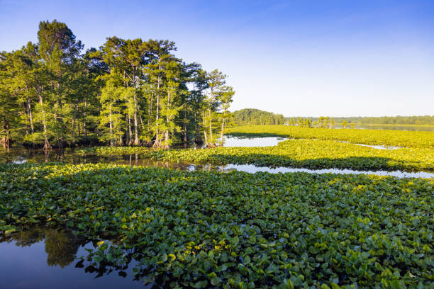 Reelfoot Lake View of swamp at Reelfoot national wildlife refuge reelfoot lake stock pictures, royalty-free photos & images