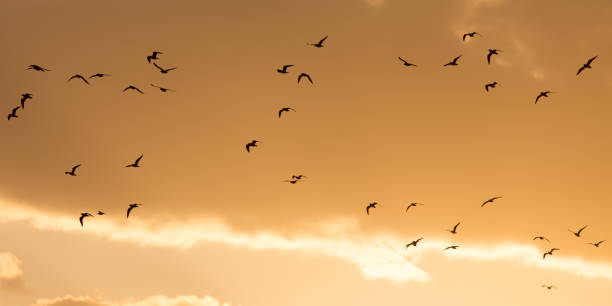 istock a flock of birds at sunset 861599792