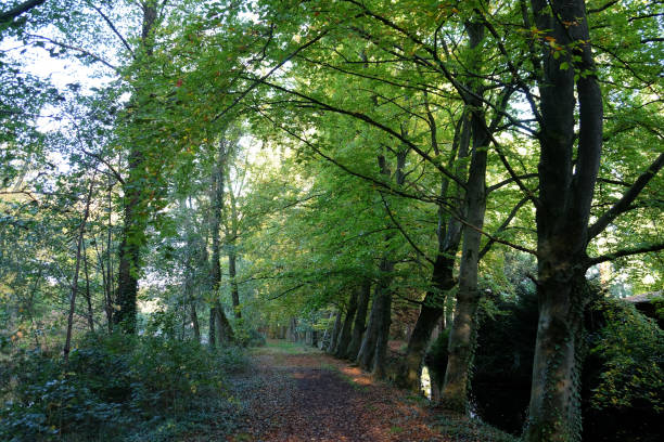 istock Autumn in the netherlands 861599822
