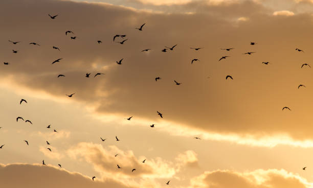 istock a flock of birds at sunset 861599840