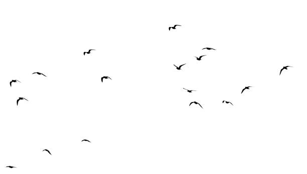 istock flock of birds on a white background 861599906