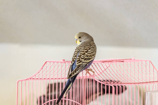 istock Budgie is sitting on a pink cage. Blue home wavy parrot. 861600514