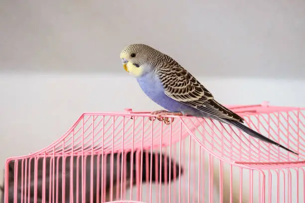 Photo of Budgerigar sits outside the pink cage. Blue home wavy parrot.