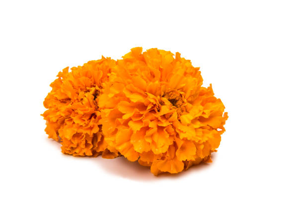 istock Beautiful orange marigold flower isolated 861603430