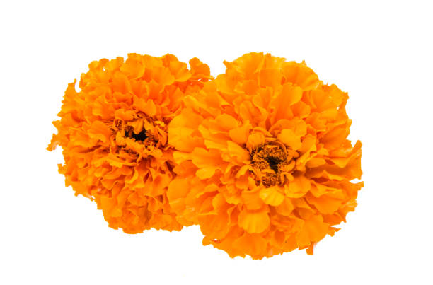 istock Beautiful orange marigold flower isolated 861603694