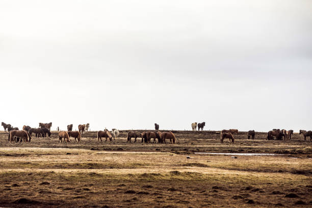 istock Icelandic horses in the nature 861607002