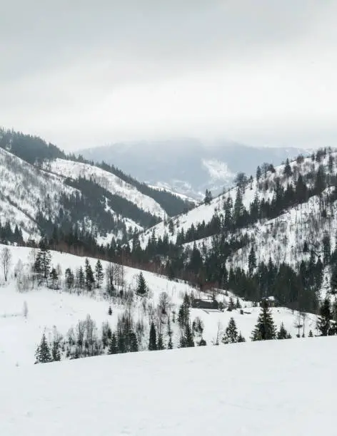 Fir-trees on the snow-covered mountains, Carpathians, Ukraine