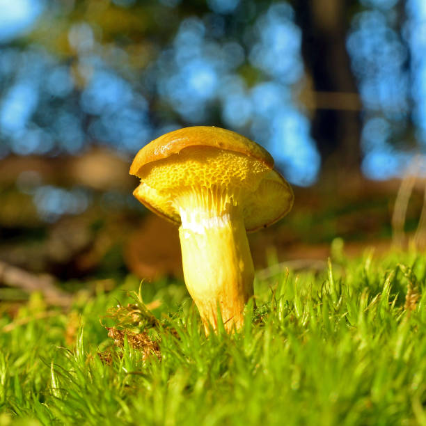 istock xerocomus submentosus mushroom 861610724