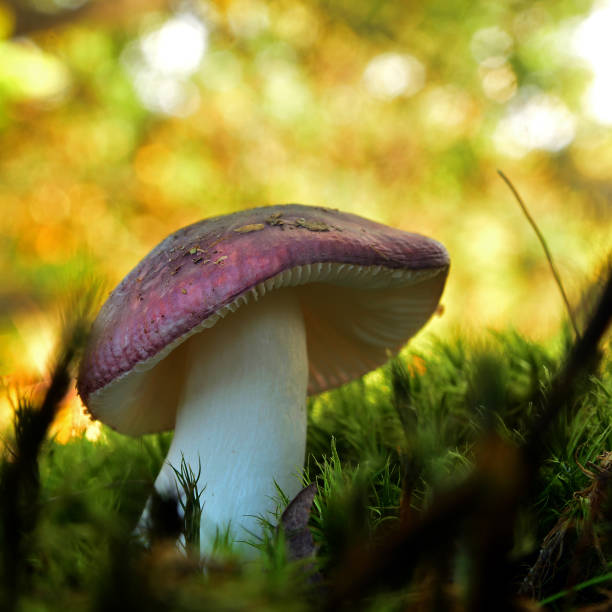 istock russula atropurpurea mushroom 861610736