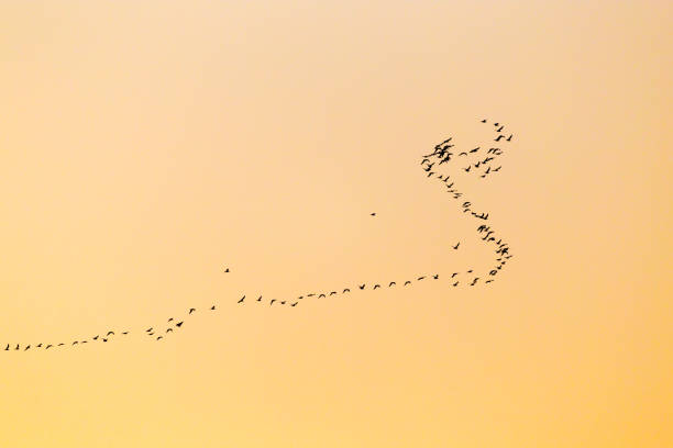 istock a flock of birds at sunset 861611380