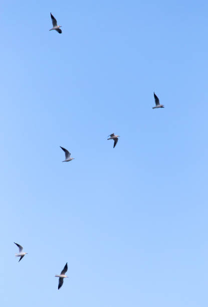 istock flock of birds in the sky 861612162