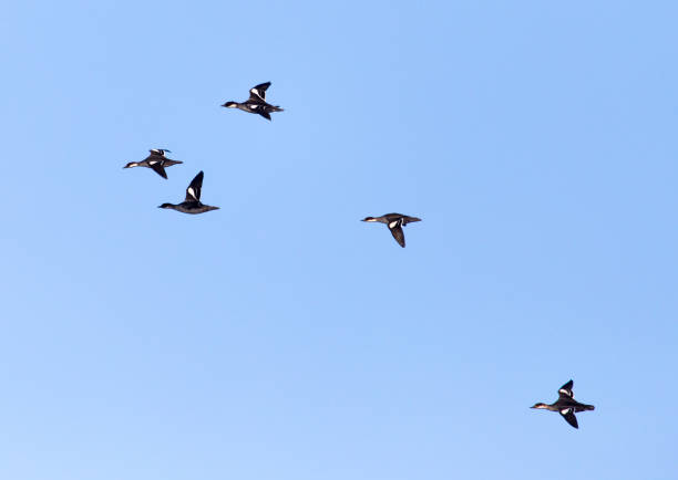 istock flock of birds in the sky 861612380