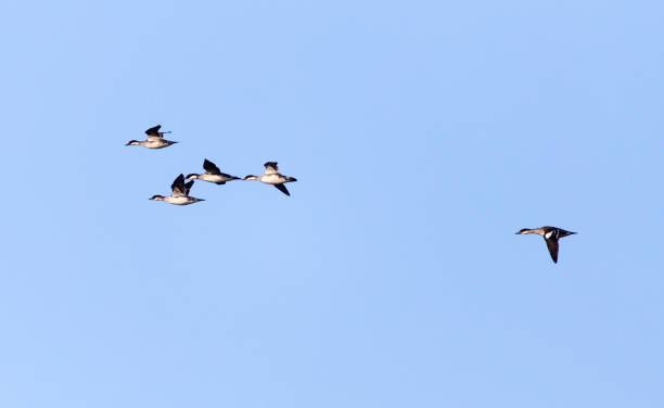 istock flock of birds in the sky 861612398