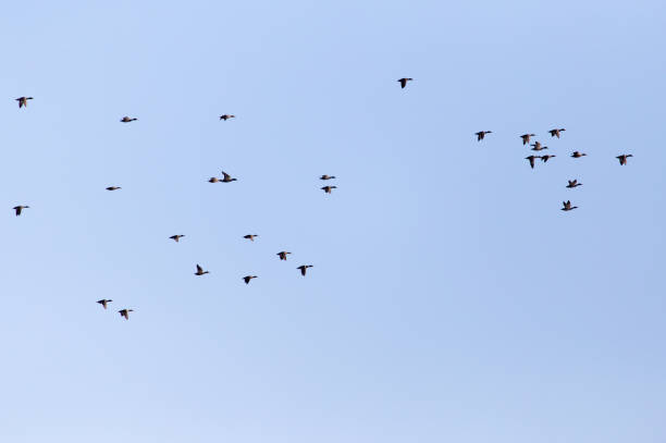 istock a flock of ducks on a blue sky 861614564
