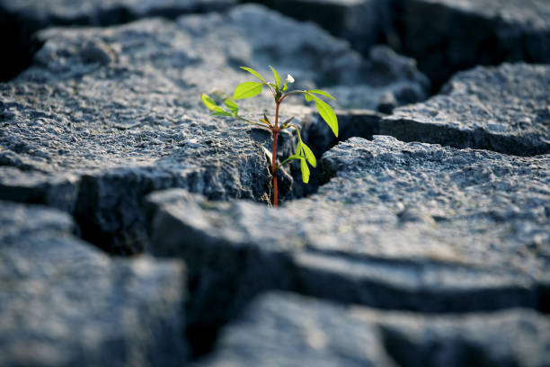 istock sprout plants growing on very dry cracked earth 861615410
