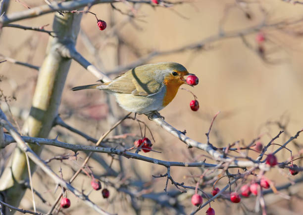 European robin with a hawthorn berries in its beak