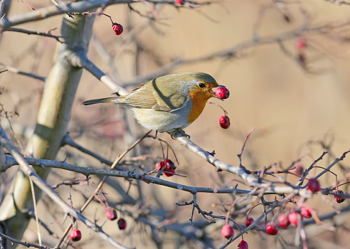 Robin Redbreast in November when Storm Arwen hit the UK.  Facing right on a snow covered tree branch with red berries.  Scientific name: Erithacus rubecula.  Space for copy.