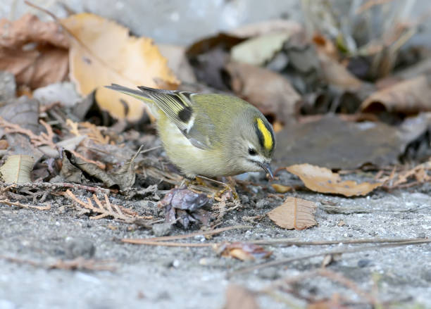 istock A goldcrest feeding on the ground 861615706