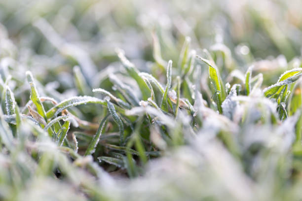 istock dew on the grass with hoarfrost 861617808