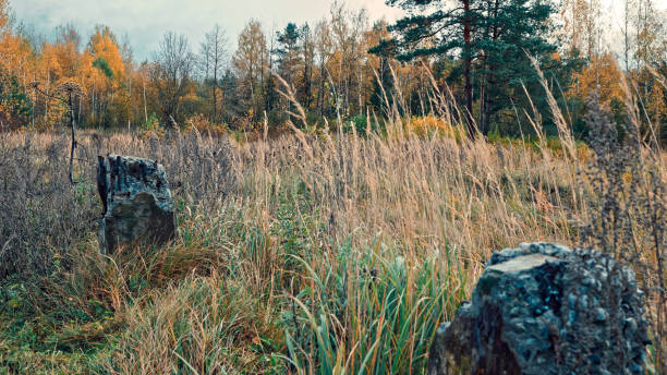 Old ruins on empty space near autumn forest. Moody sky in rainy autumn day. Wide view