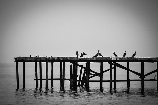 Black sea sea birds