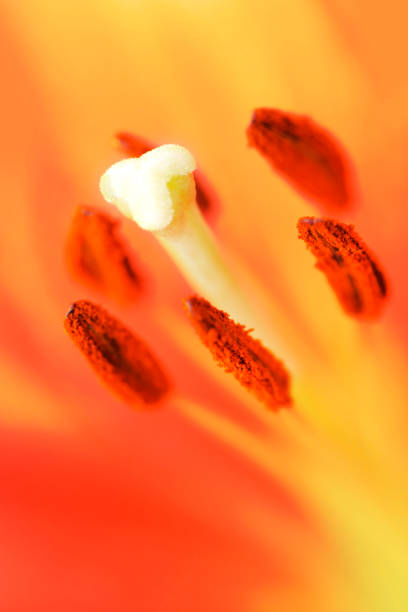 istock Lily flower macro close-up (50 megapixels) 861625570