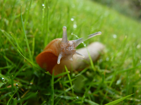A closeup of a slug on a lawn