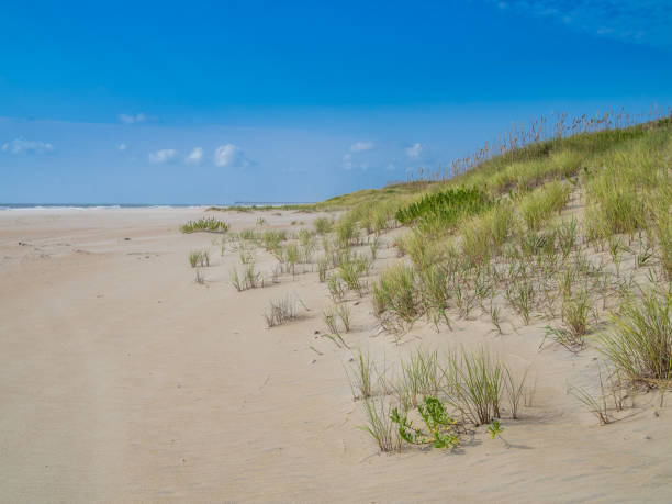 istock Sand dunes at the ocean cost 861629286