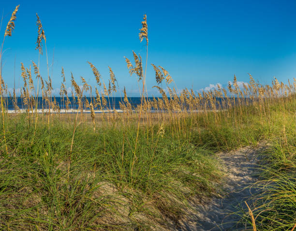 istock Sand dunes at the ocean cost 861629364