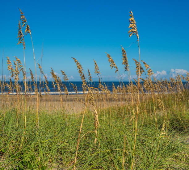 istock Sand dunes at the ocean cost 861629368