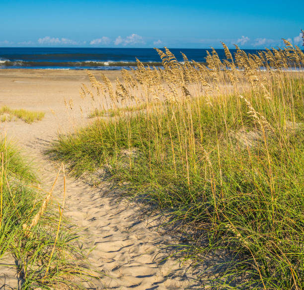 istock Sand dunes at the ocean cost 861629372
