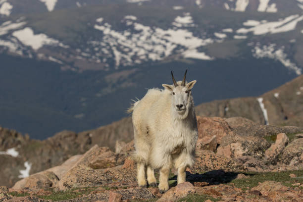 istock Mountain Goat in the high Country 861632014