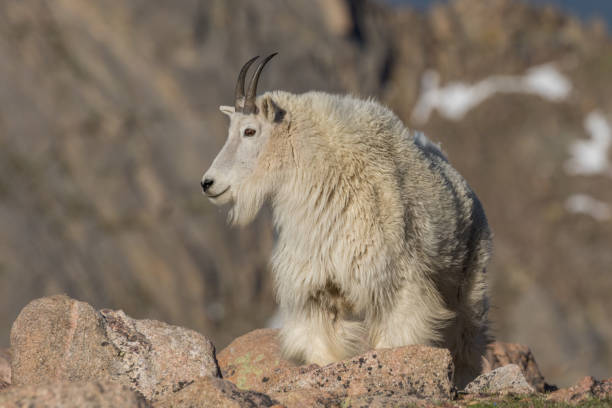 istock Mountain Goat in the high Country 861632082