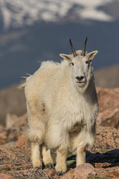 istock Mountain Goat in the high Country 861632212