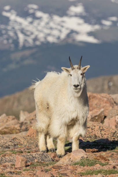 istock Mountain Goat in the high Country 861632214