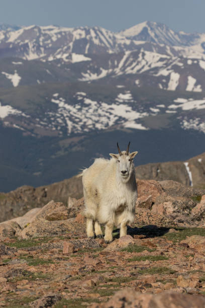 istock Mountain Goat in the high Country 861632254